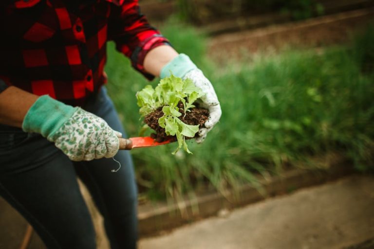 How to grow your own food on a budget